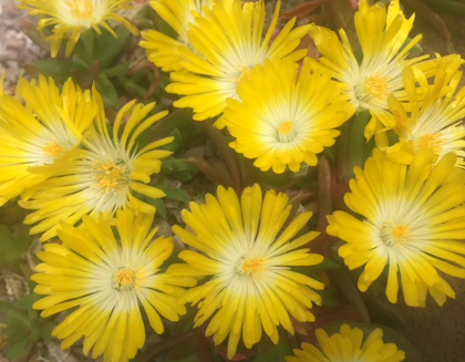 Delosperma species McB 2999 